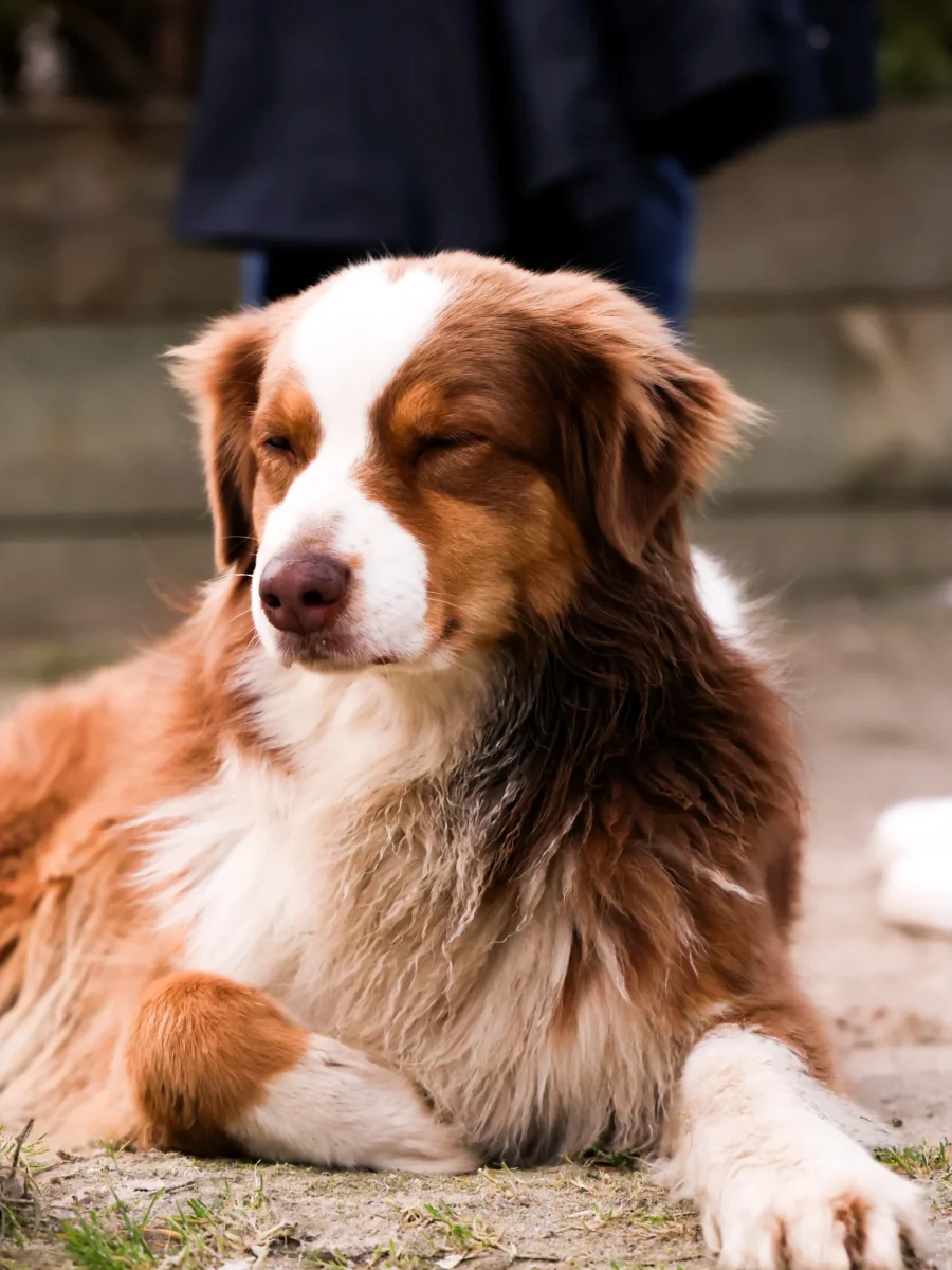 photo chien